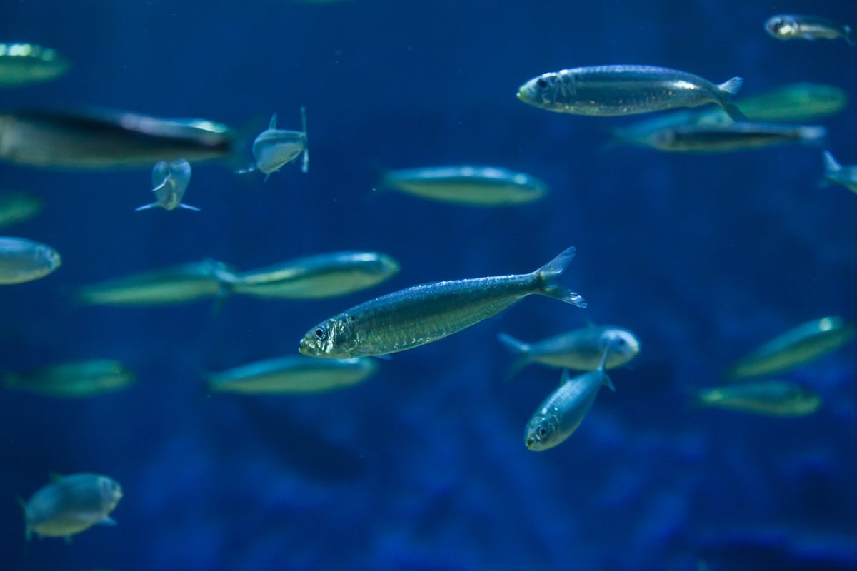 Atlanto vandenyne plaukiojančios europinės sardinės (Sardina pilchardus) – vertingas Omega-3, baltymų ir vitaminų šaltinis.