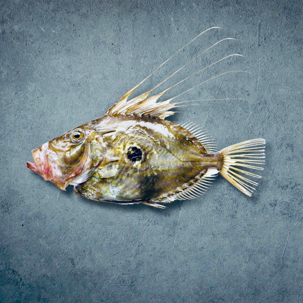 John Dory kala mündikastmes | ABC+