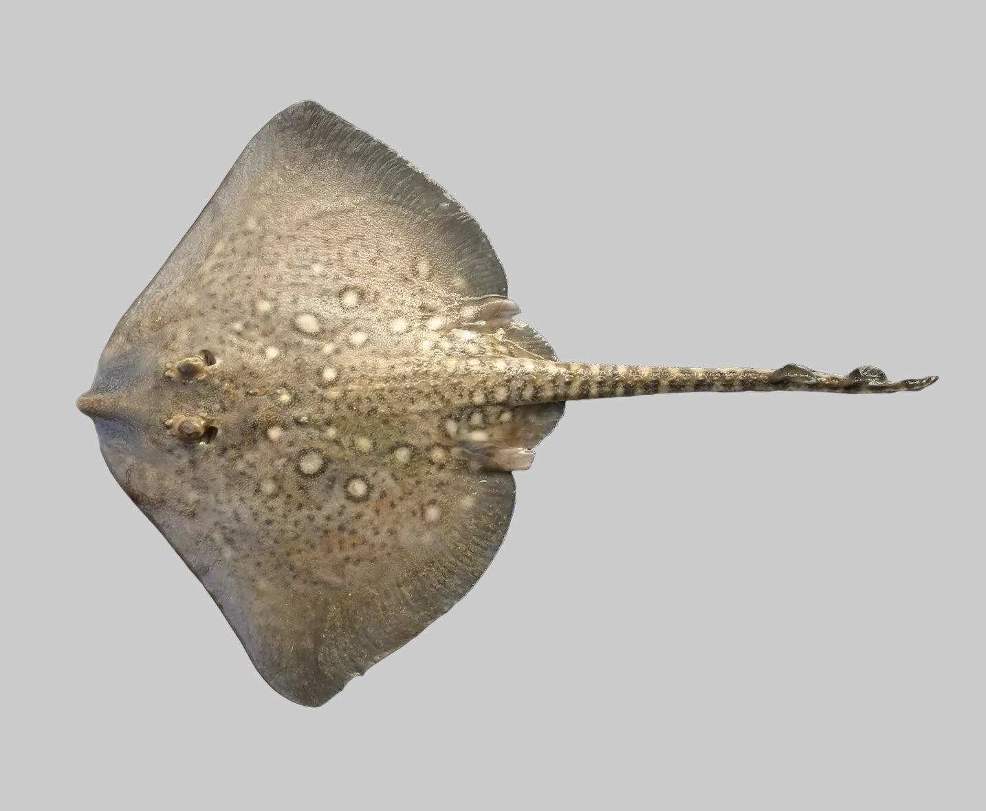 Konserveeritud Rai oliiviõli ja karriga | ABC+